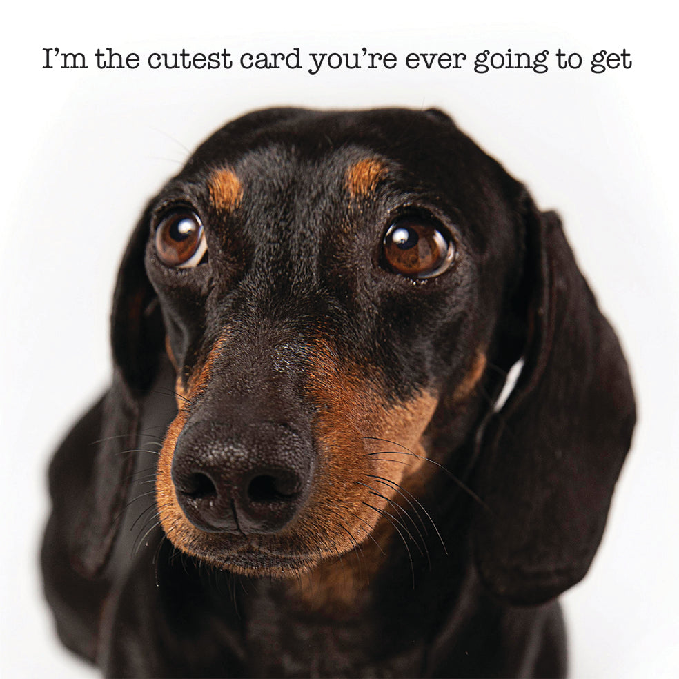 Cutest Ever Dachshund Dog Blank Card