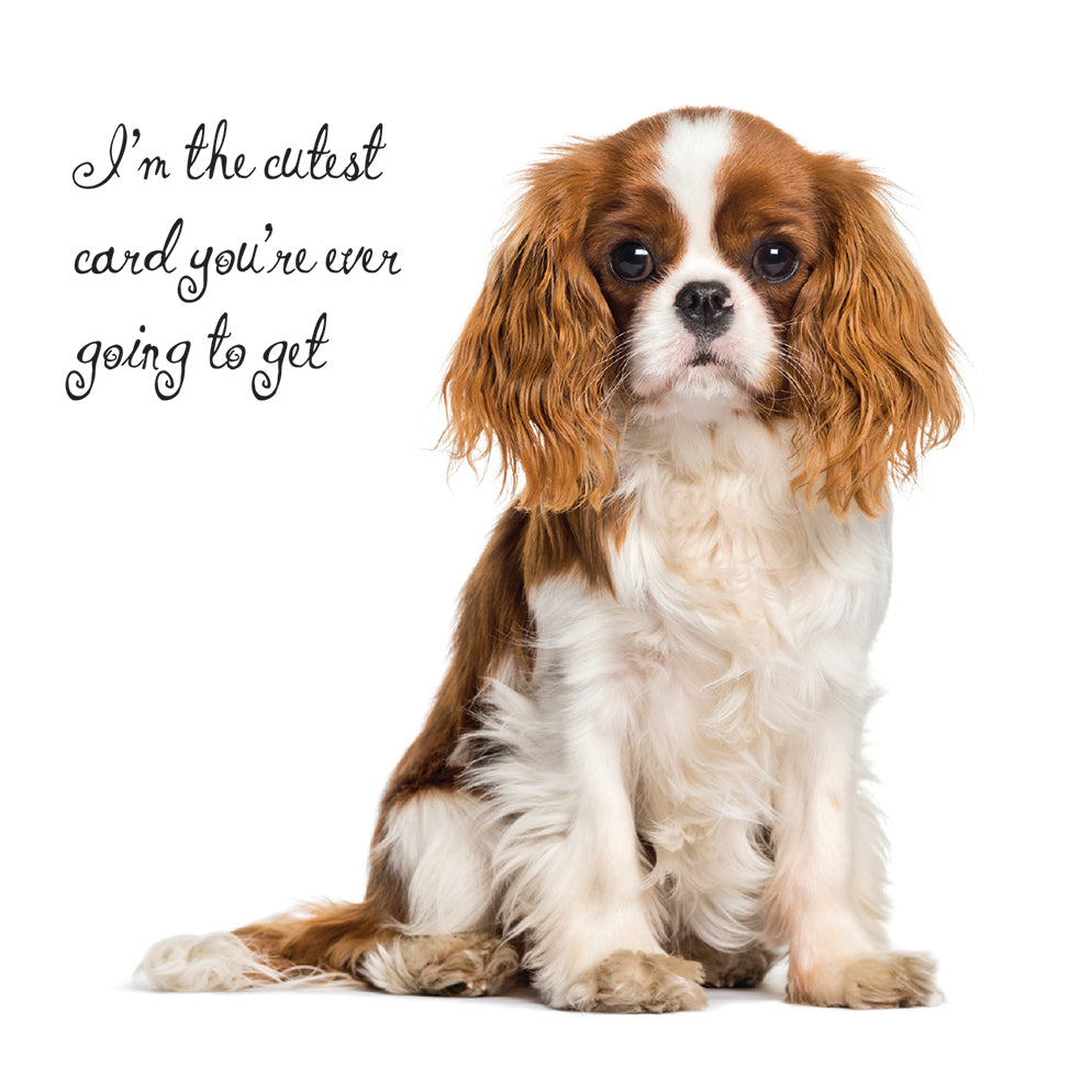 Cutest Ever King Charles Spaniel Dog Birthday Card