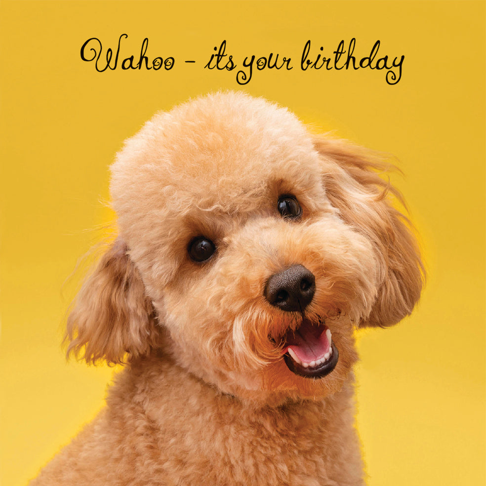 Cockapoo Wahoo - its your birthday Greeting Card