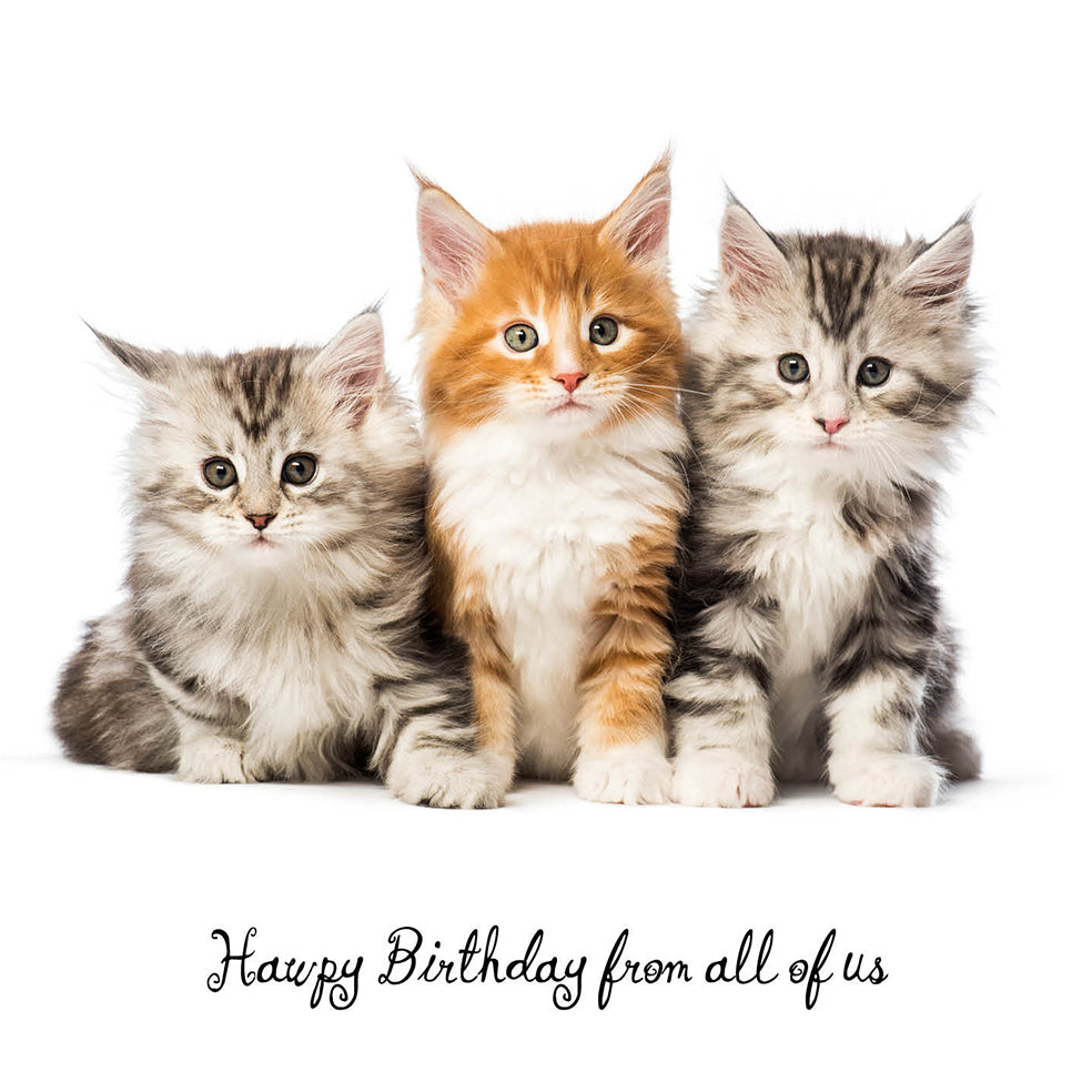 From All of Us Cat Birthday Card