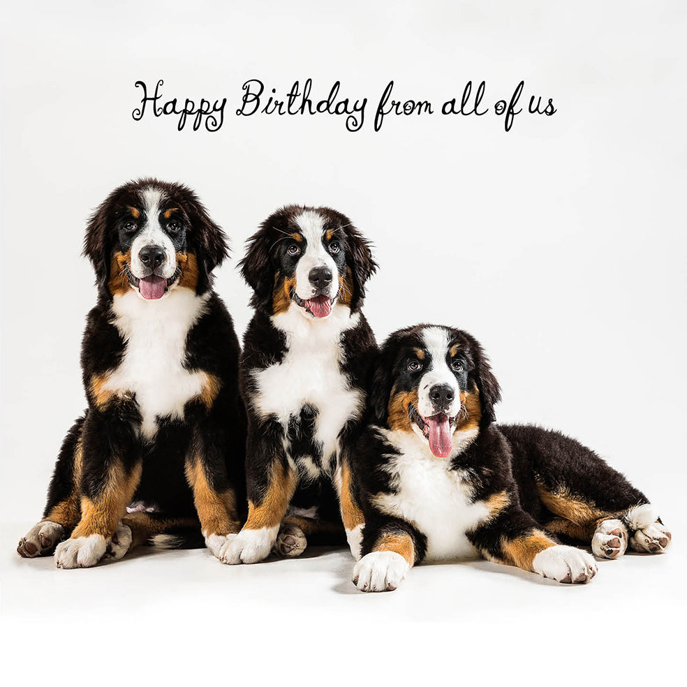 From all of Us Dog Birthday Bernese Card