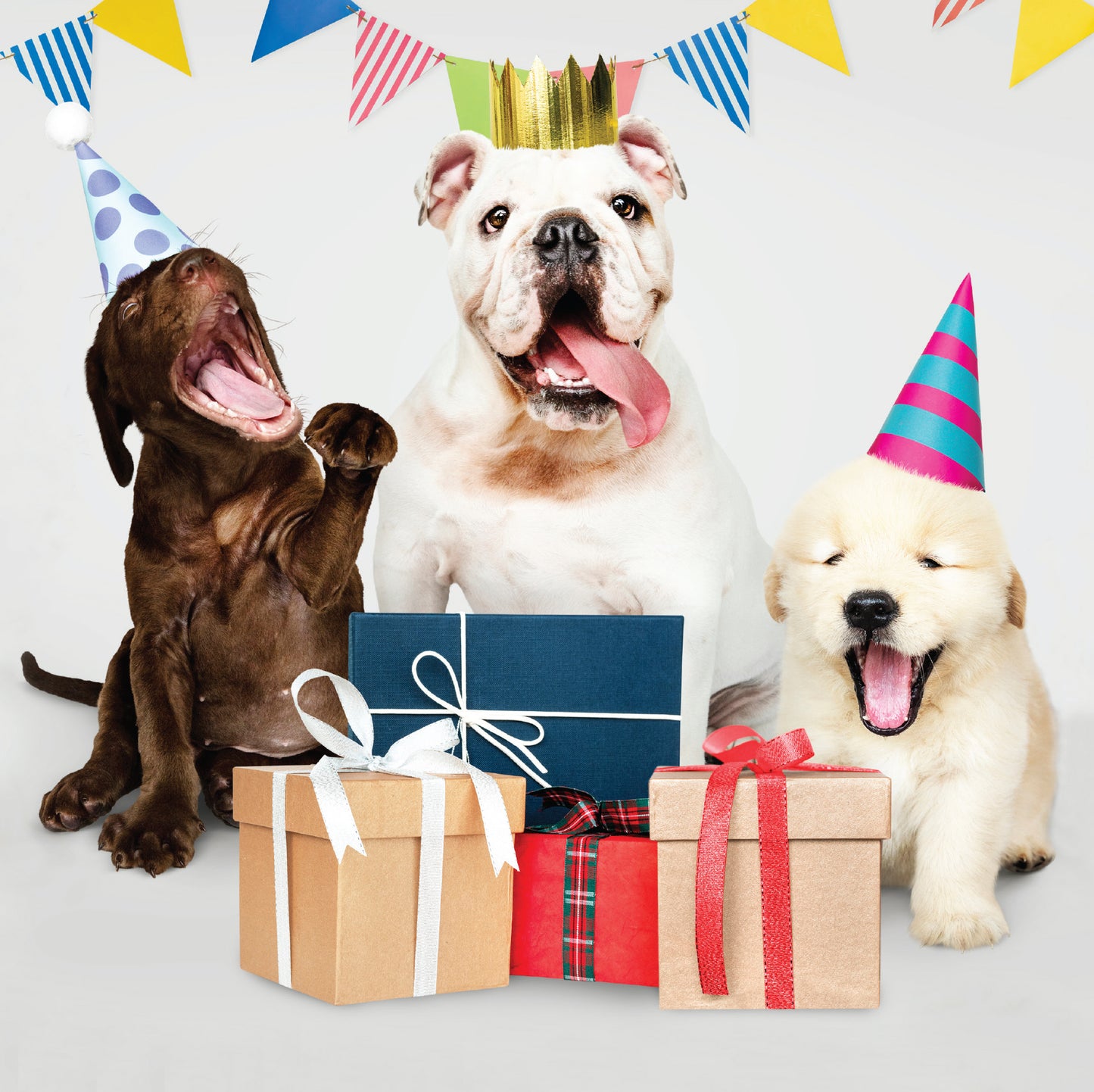 Laughing Dogs Birthday Card