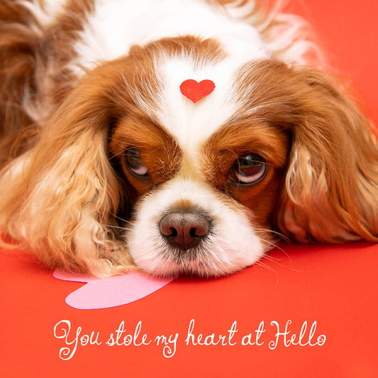 Stole my Heart Dog Love Card