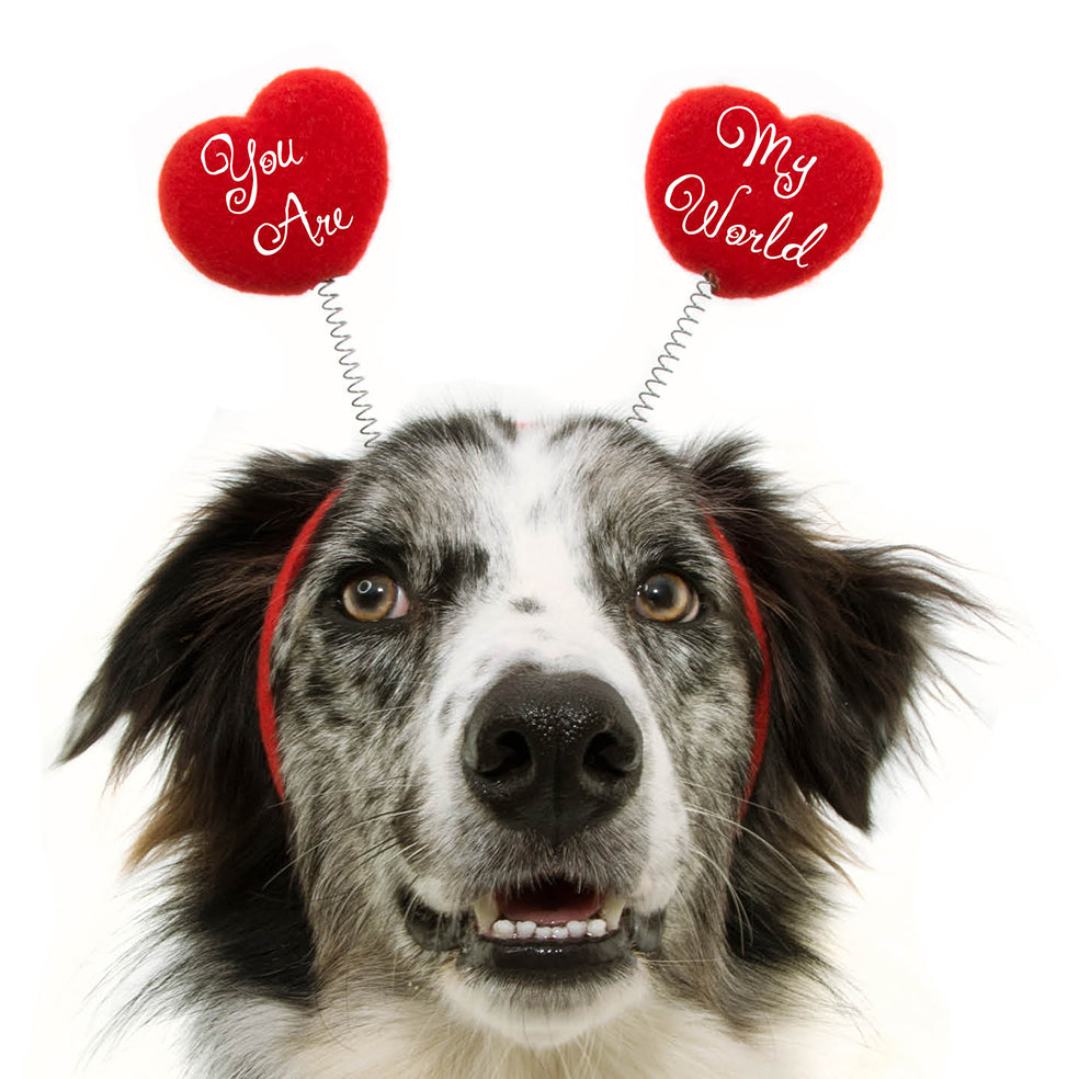My World Dog Love Card