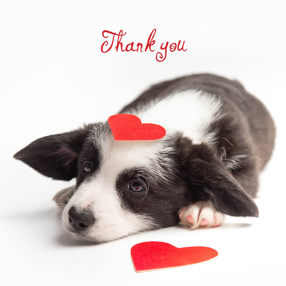 Thank You Message Dog Love Card
