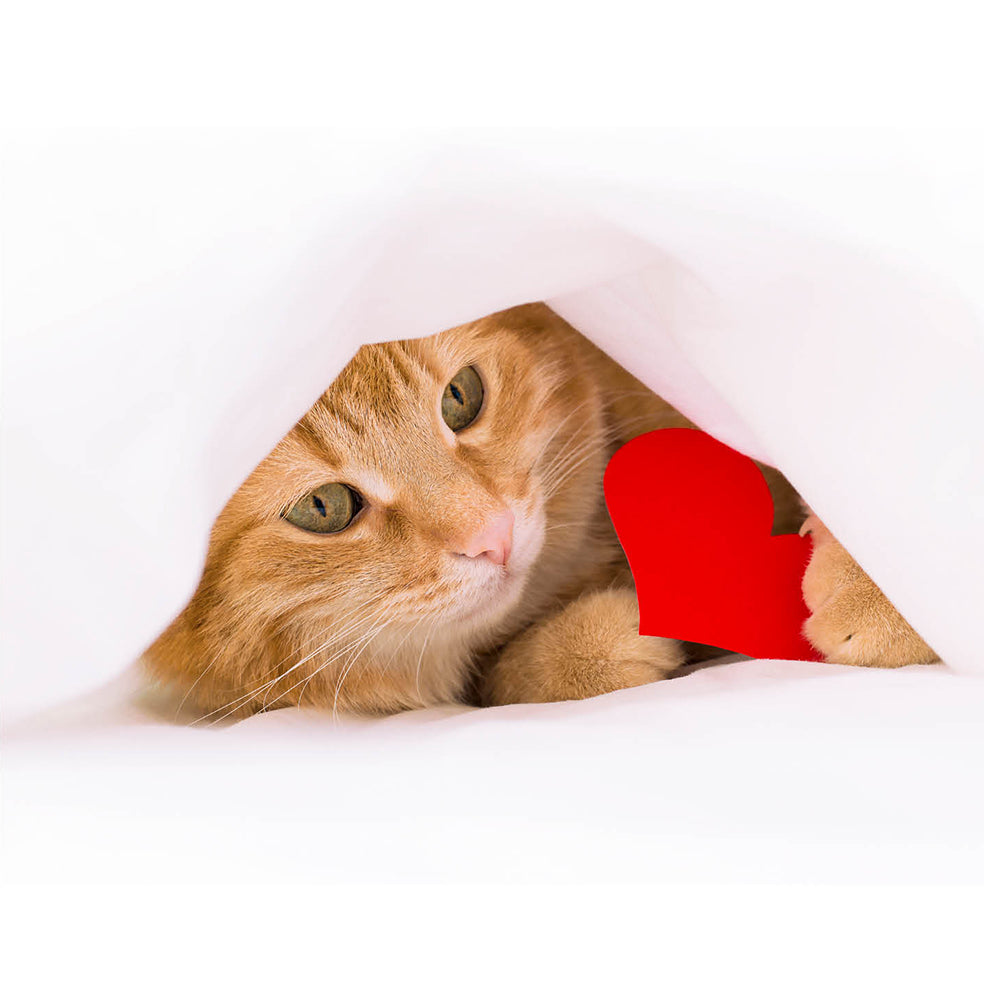 Duvet Cat Love Card