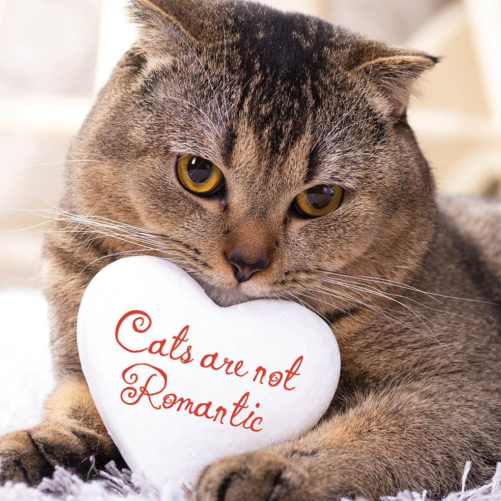 Romantic Cat Love Card