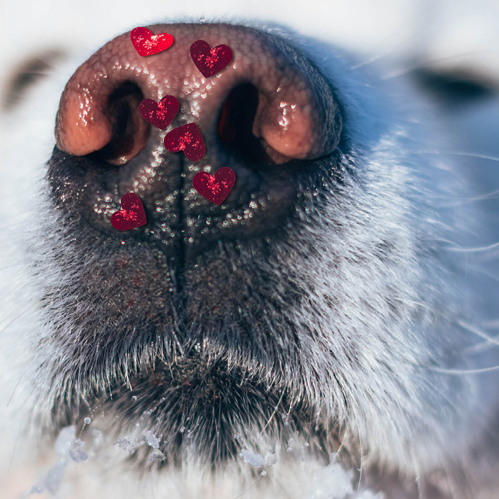 Dog Nose Love Card