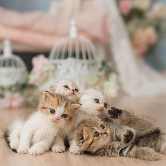 Purrfect Kitten Wedding Card