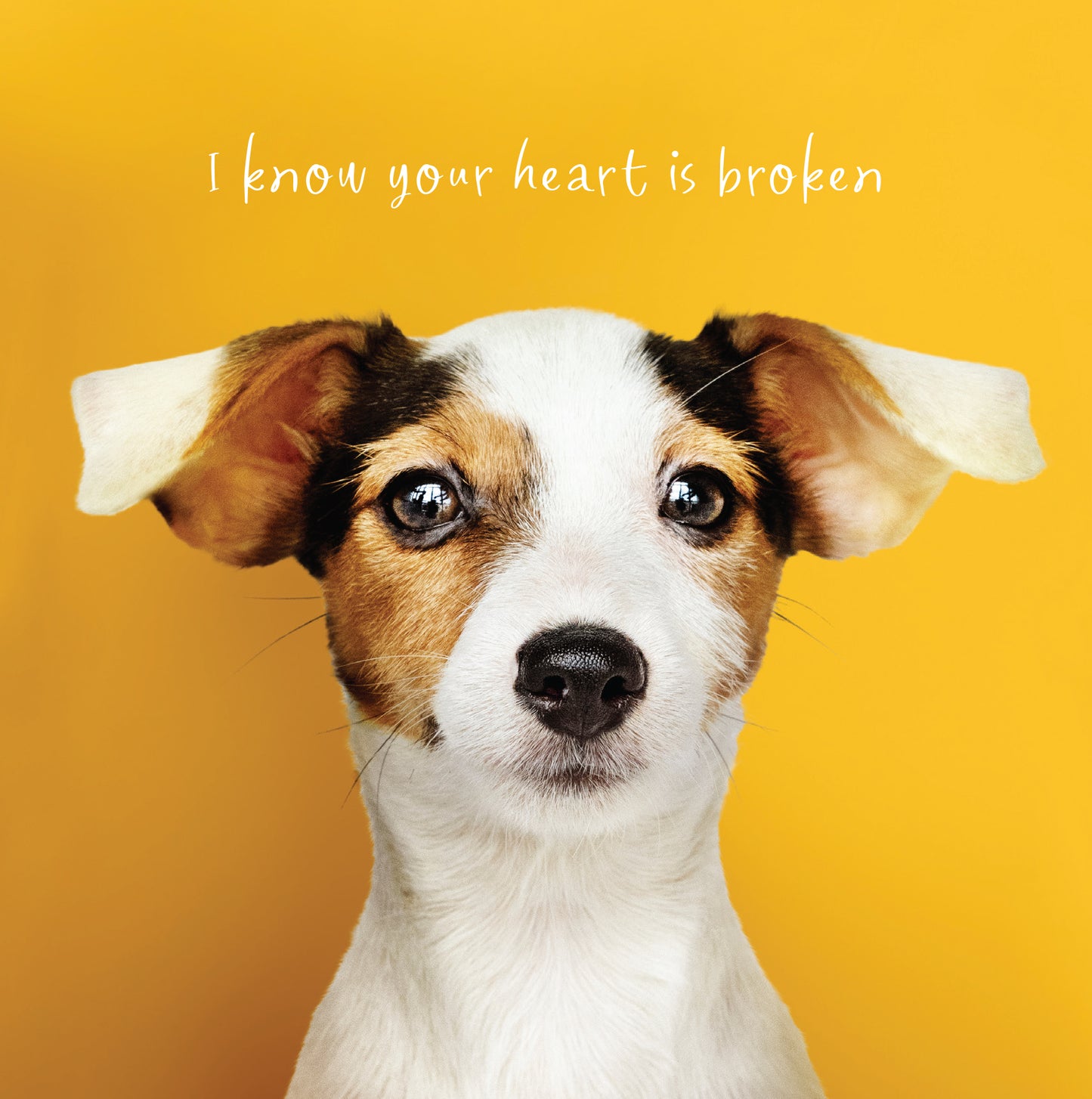 Jack Russell Pet Sympathy Card