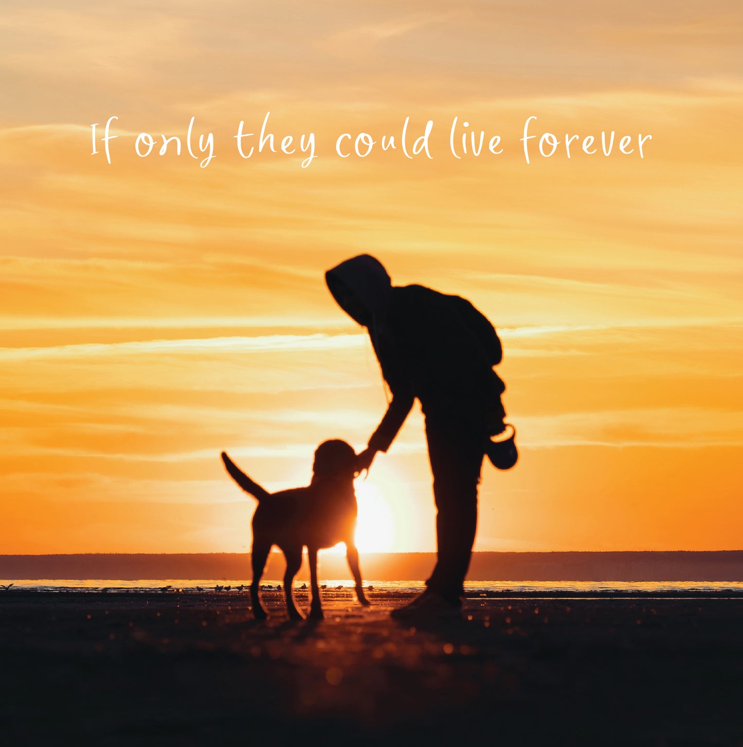Live Forever Dog Sympathy Card