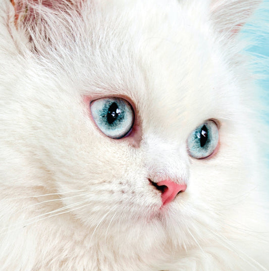 White Cat Pet Sympathy Card